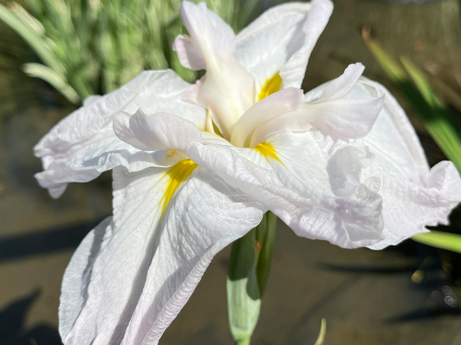 Close-up of a white iris flower with yellow accents