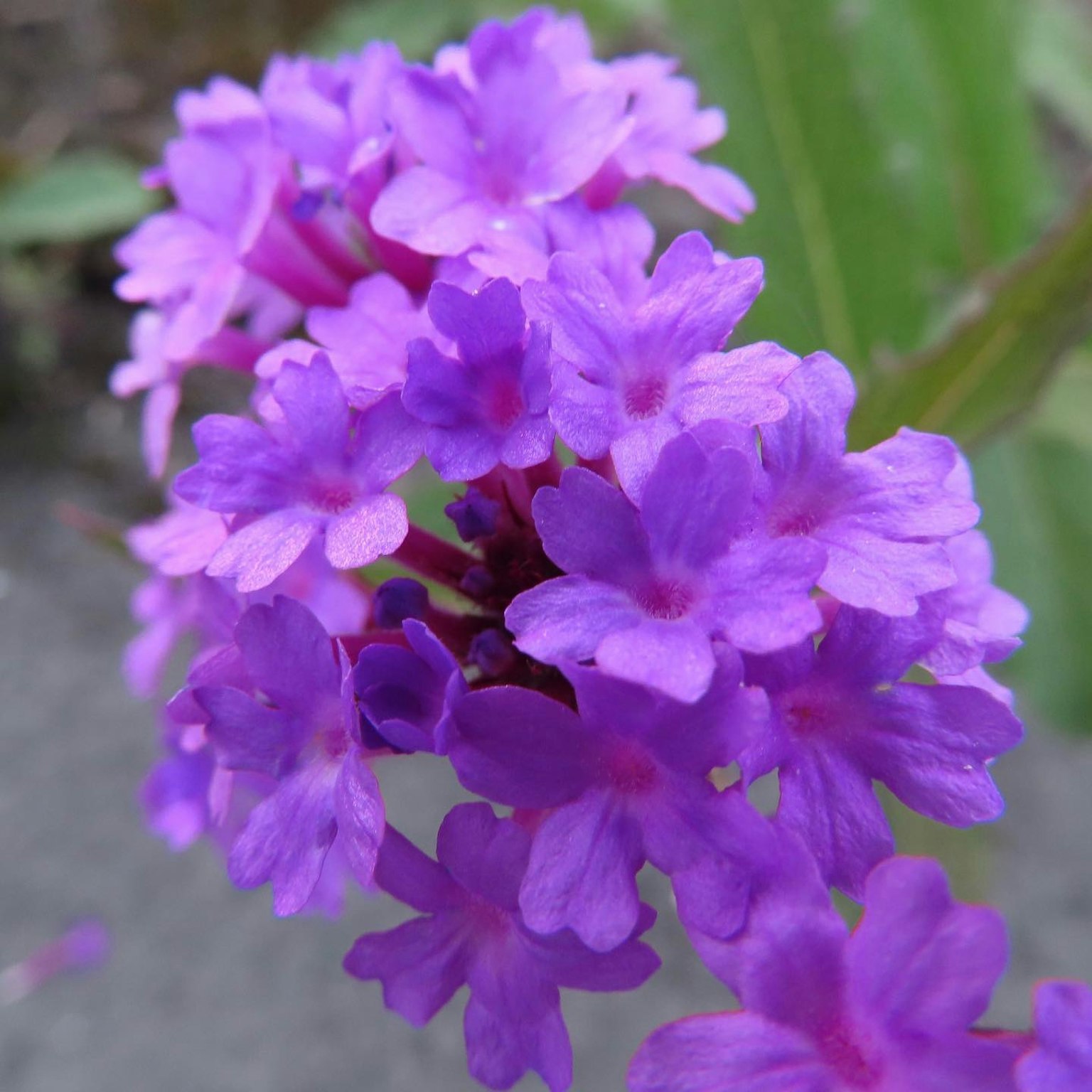 Close-up of a beautiful plant with clusters of vibrant purple flowers