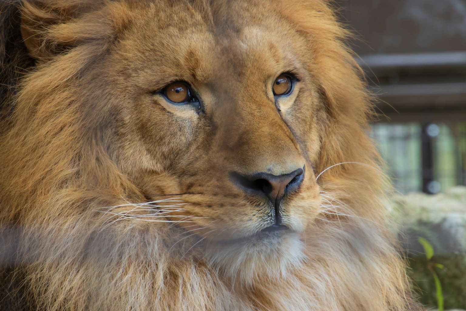 Close-up of a lion's face with a beautiful golden mane
