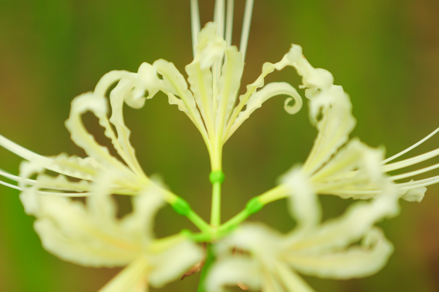 Primer plano de una flor blanca con pétalos en forma de corazón y filamentos delicados