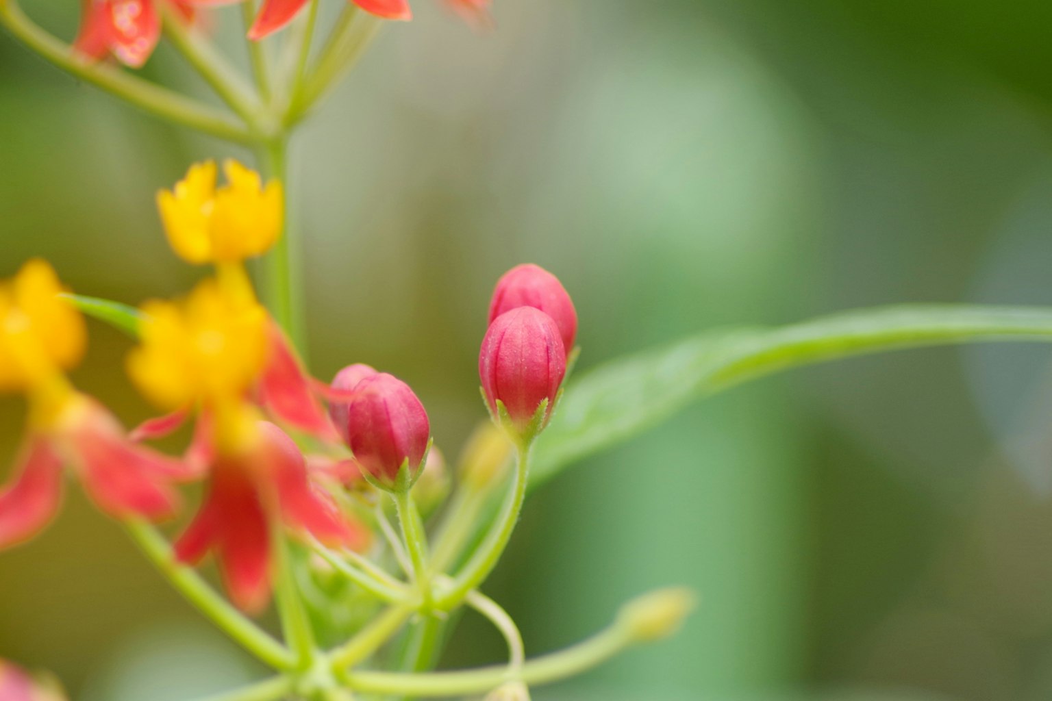 Close-up of a plant with red and yellow flowers and buds