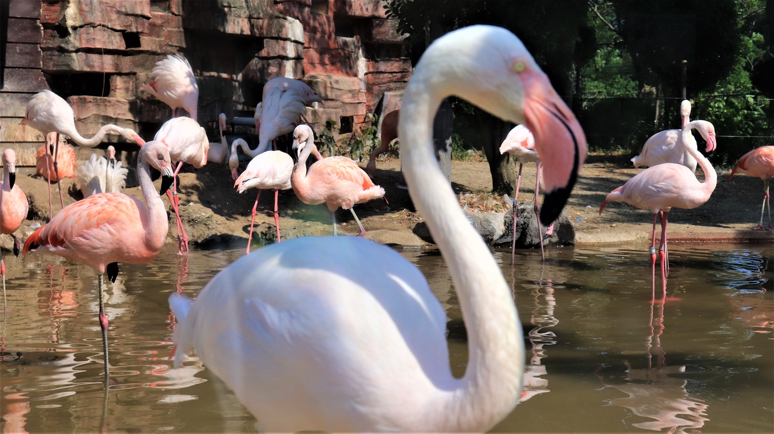 Seekor flamingo putih di latar depan dengan flamingo lain di latar belakang yang memantul di air