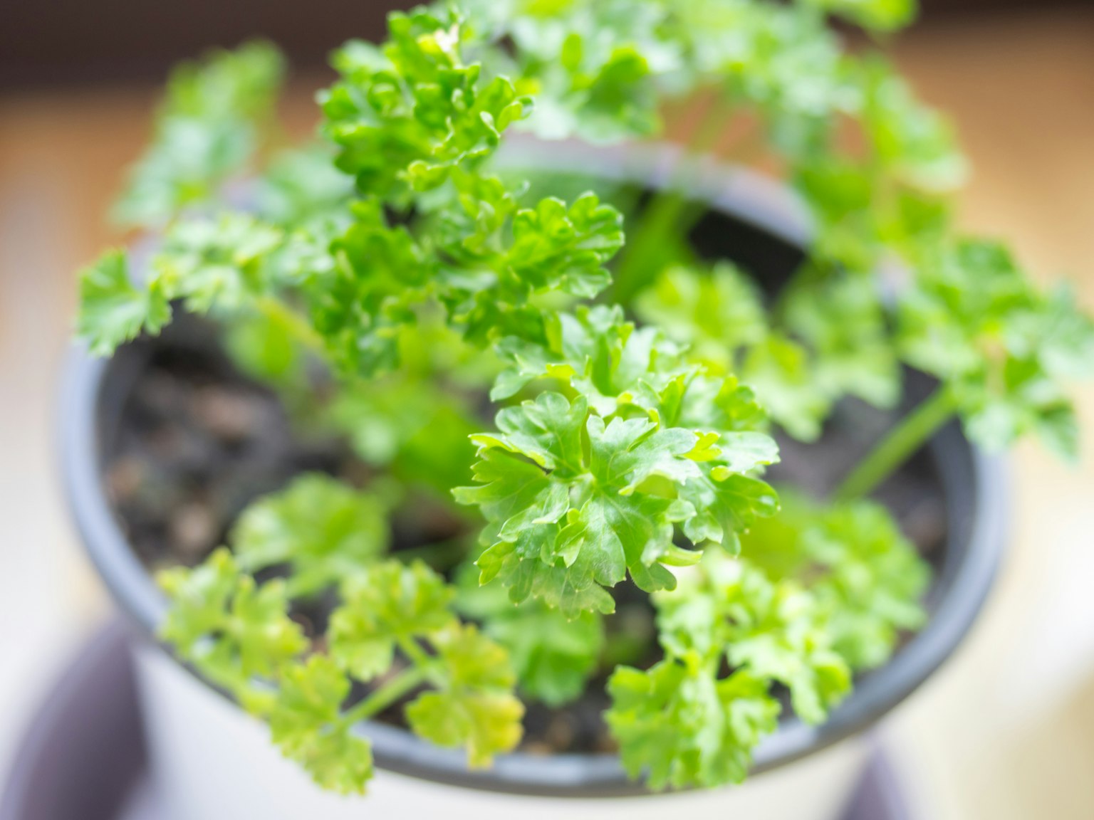 Planta de perejil verde en una maceta