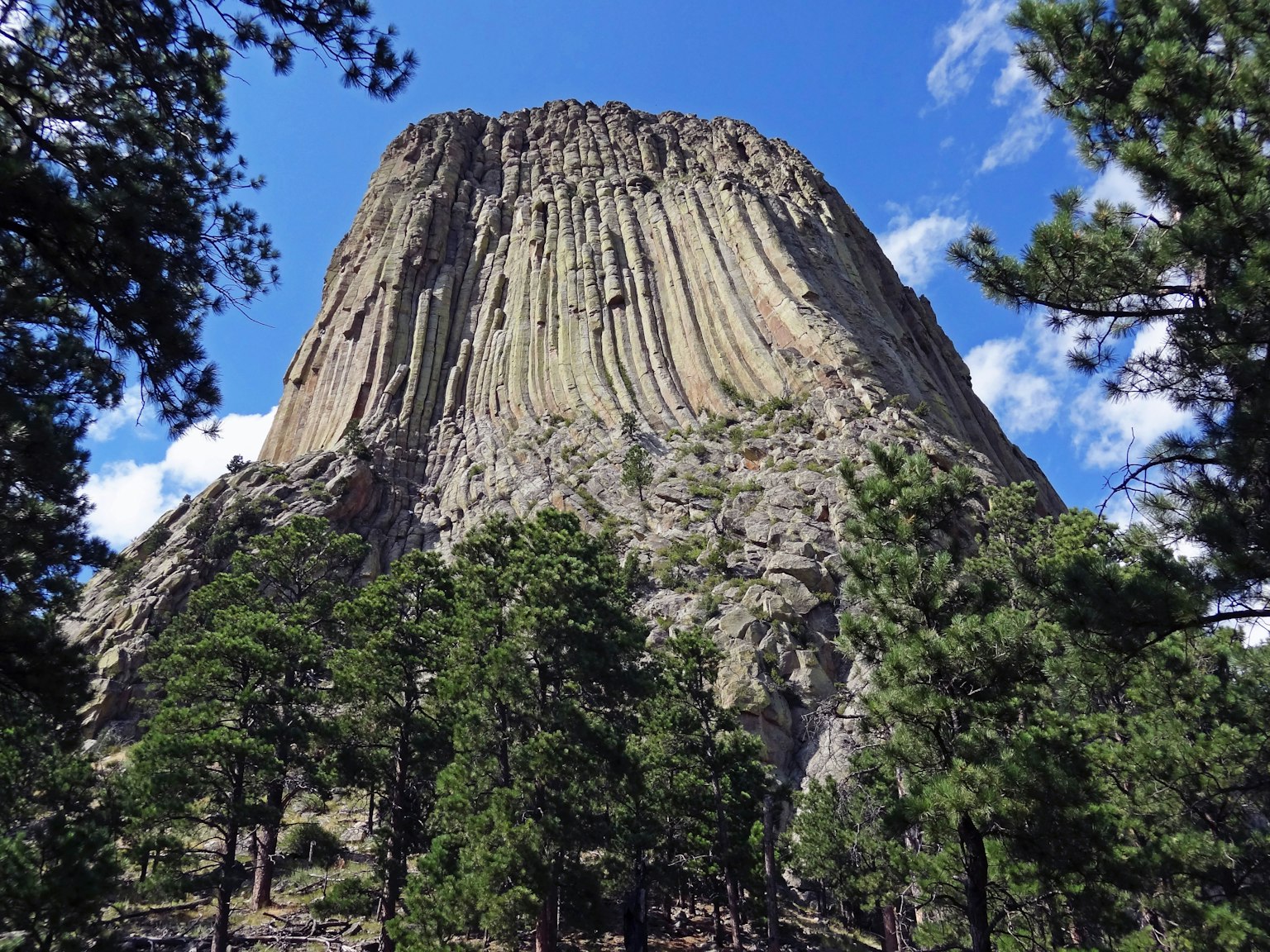 Imponente formazione rocciosa del Devil's Tower con alberi di pino circostanti