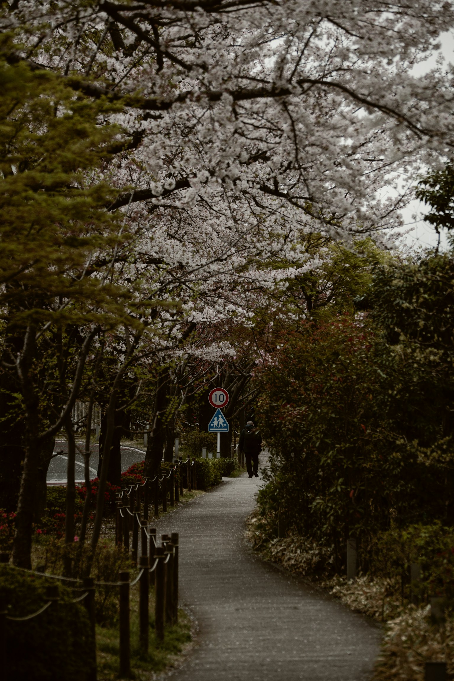 Sentier pittoresque bordé d'arbres en fleurs