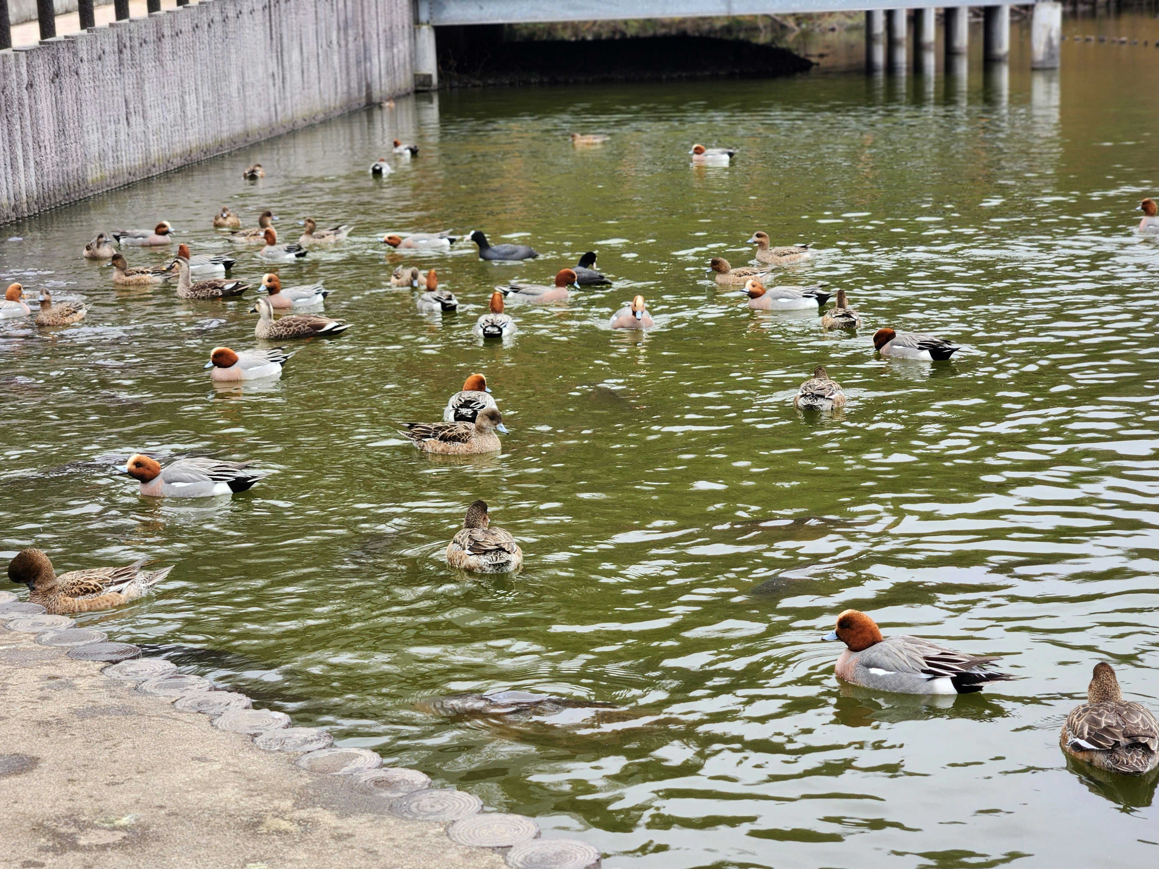 水辺で泳ぐマガモと真鴨の野鳥たち