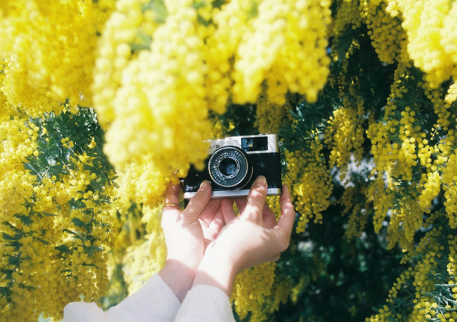 Hände halten eine Kamera, umgeben von leuchtend gelben Blumen