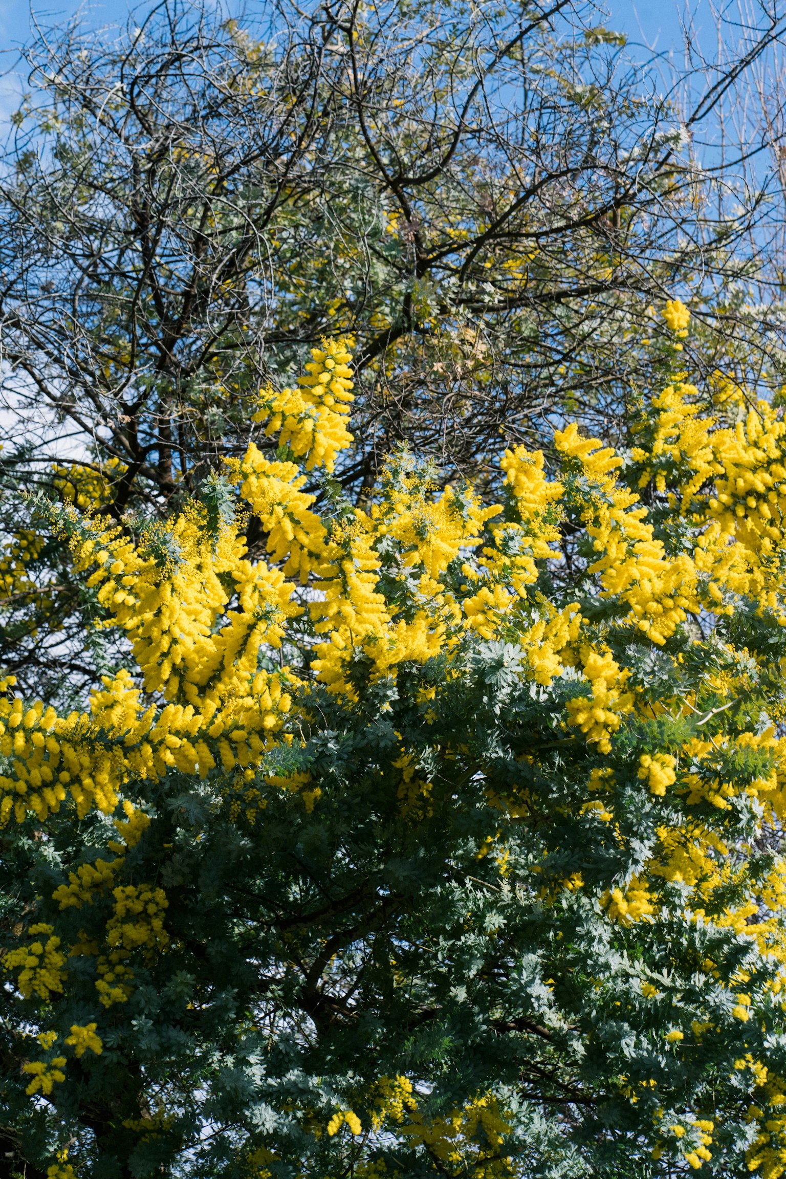 Pohon mimosa dengan bunga kuning cerah di bawah langit biru