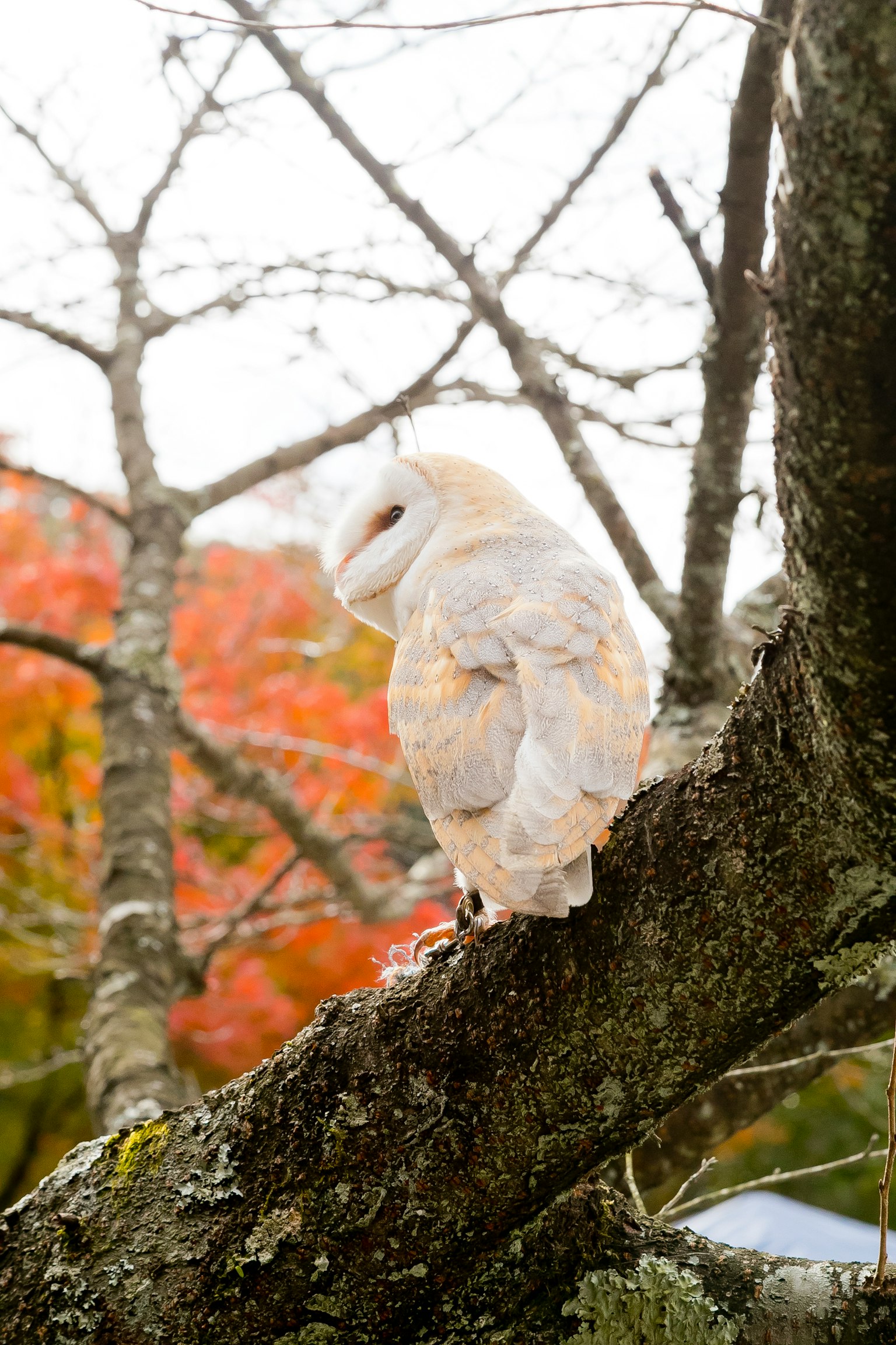 Un hibou blanc perché sur une branche d'arbre avec un feuillage d'automne en arrière-plan
