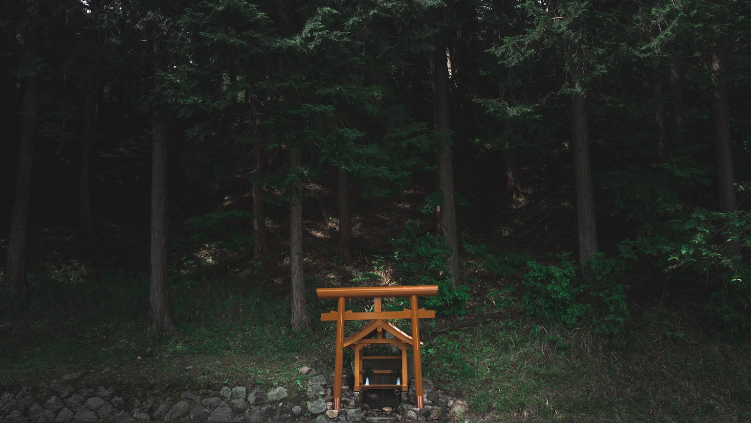 Gerbang torii kayu dikelilingi hutan lebat dan tanaman hijau
