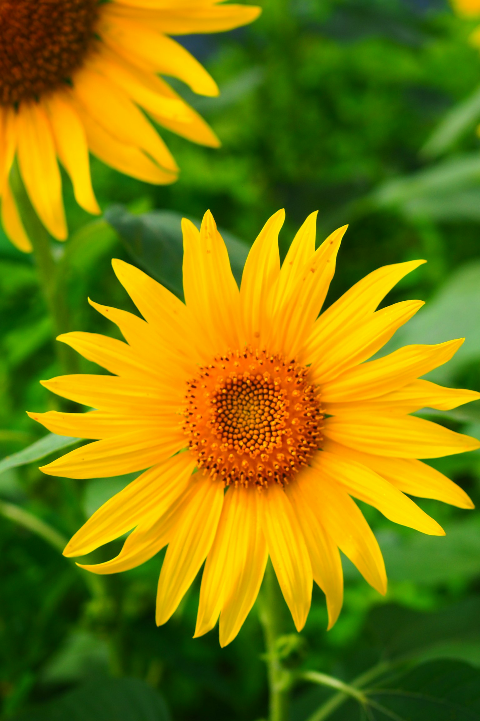 Vibrant yellow sunflower blooming among green leaves