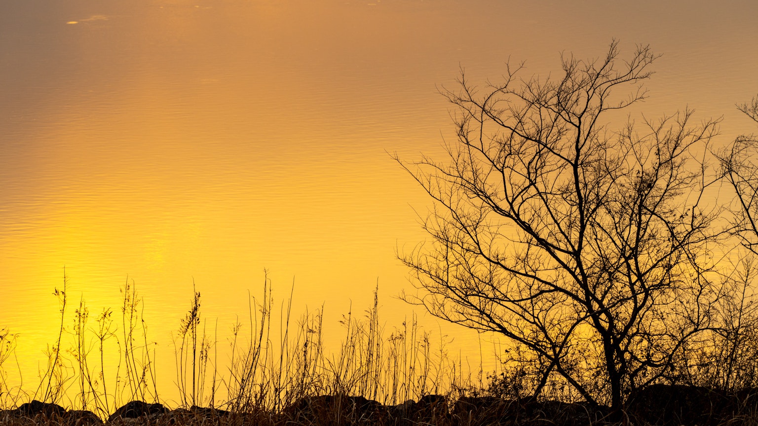 Silhouette di rami contro un cielo dorato al tramonto