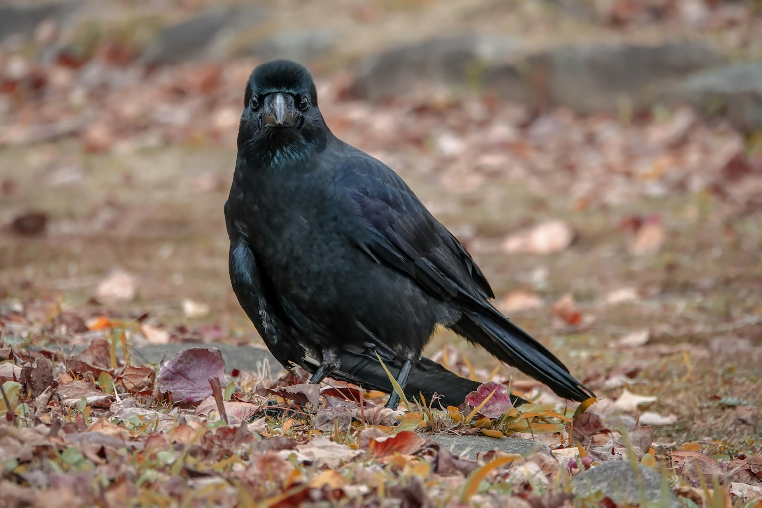 A black crow standing among fallen leaves
