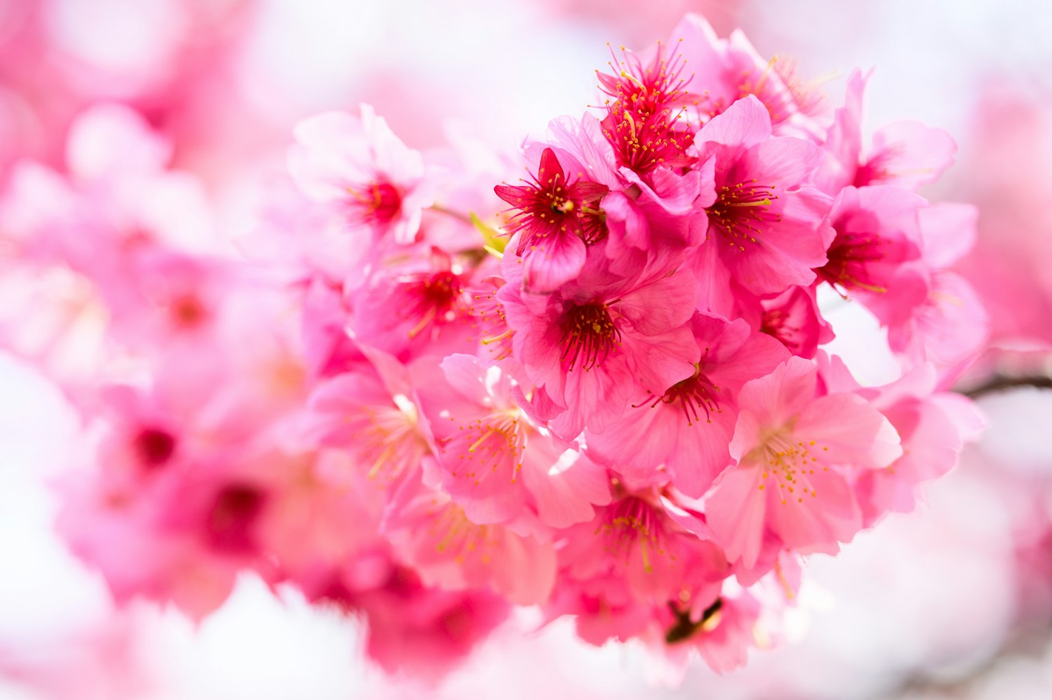 Close-up of pink cherry blossom flowers in full bloom