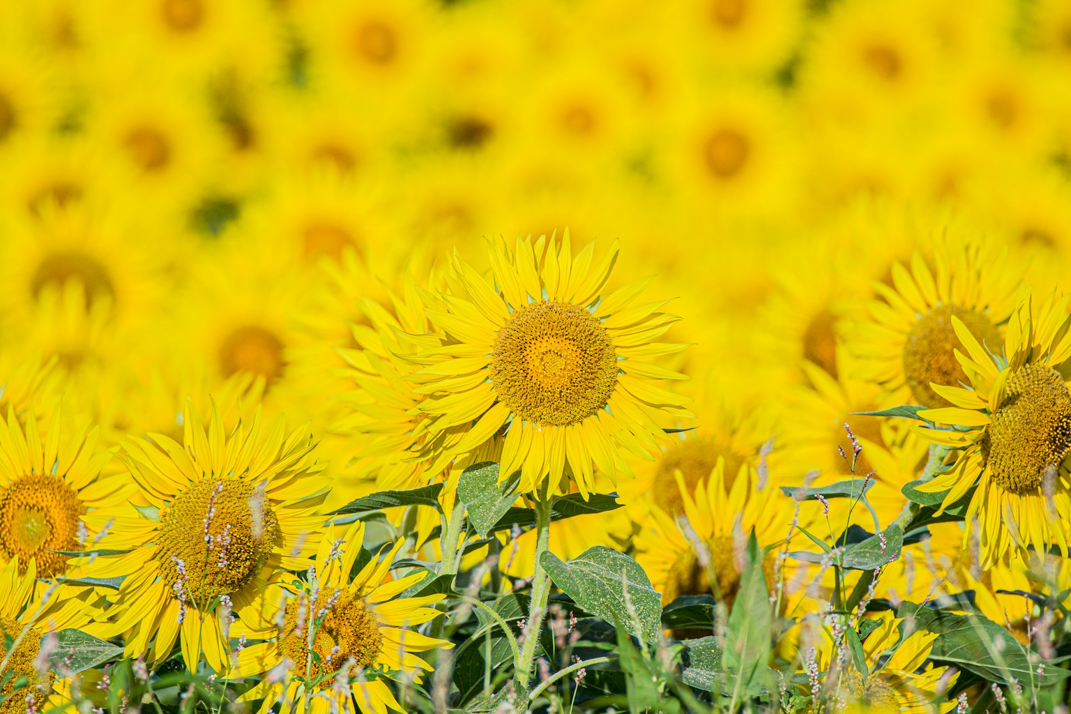 ทุ่งทานตะวันสดใสที่มีดอกไม้สีเหลืองสดใส