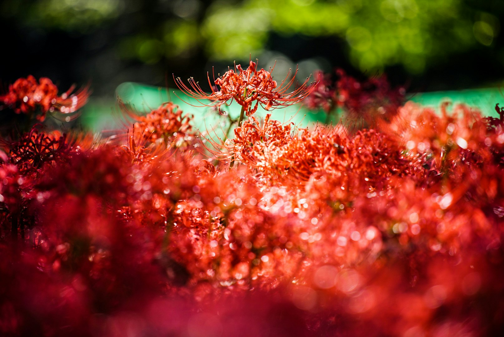 赤い花の群れが咲き乱れるボケのある花壇