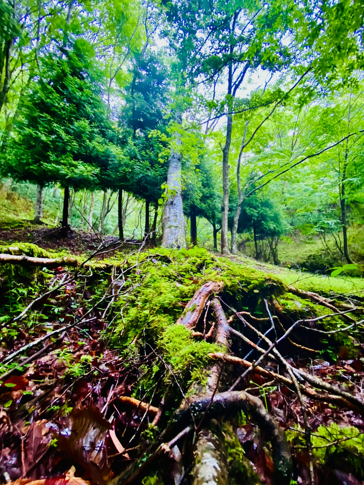 Lush green forest scene with moss-covered roots and trees