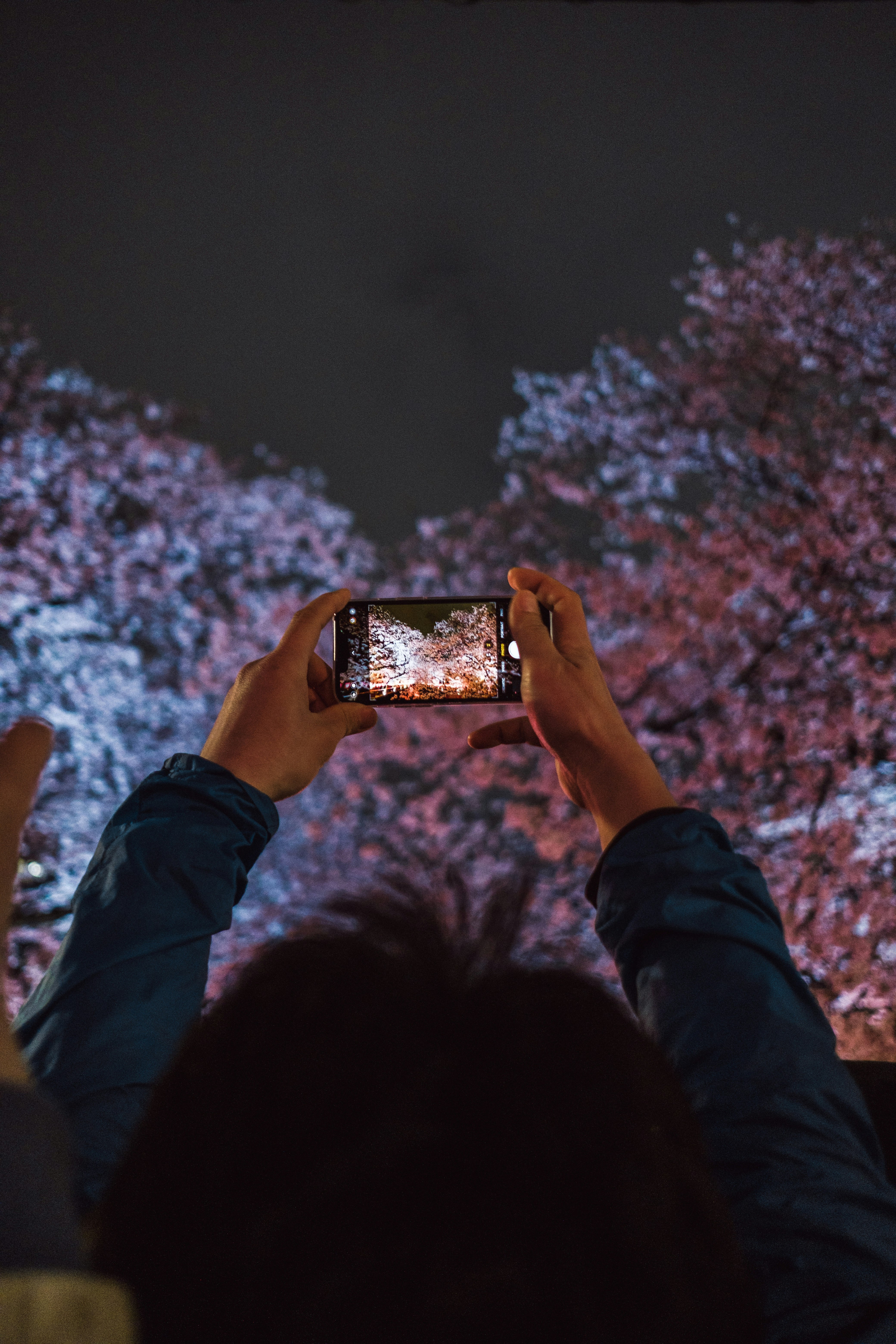 桜の花びらの夜景をスマホで撮影する人々のシーン