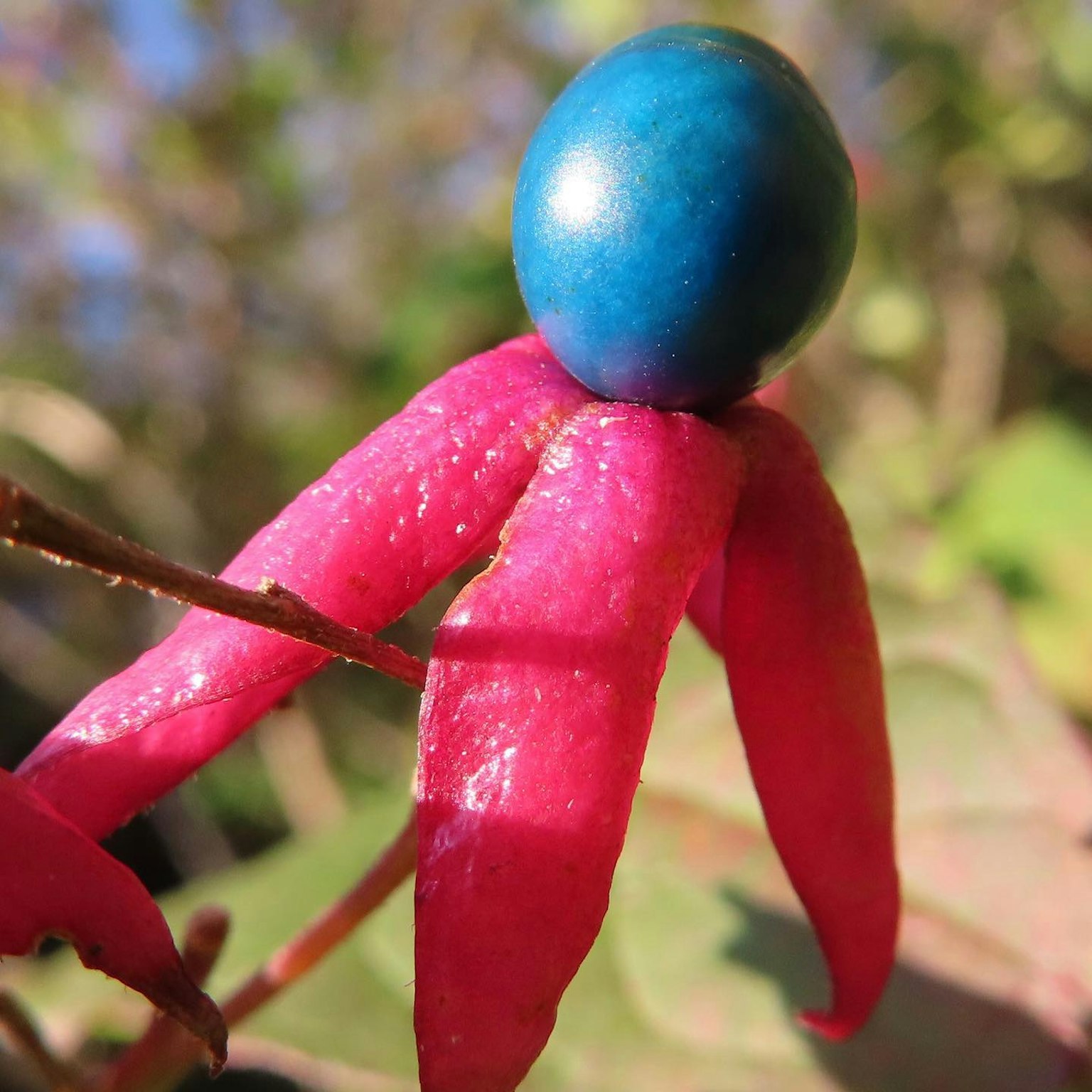 Plant featuring a blue spherical object atop pink petal-like structures