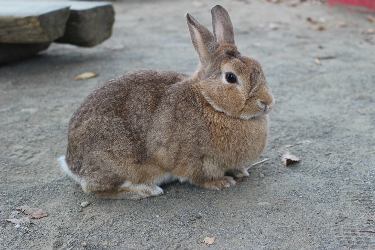 A brown rabbit sitting on the ground