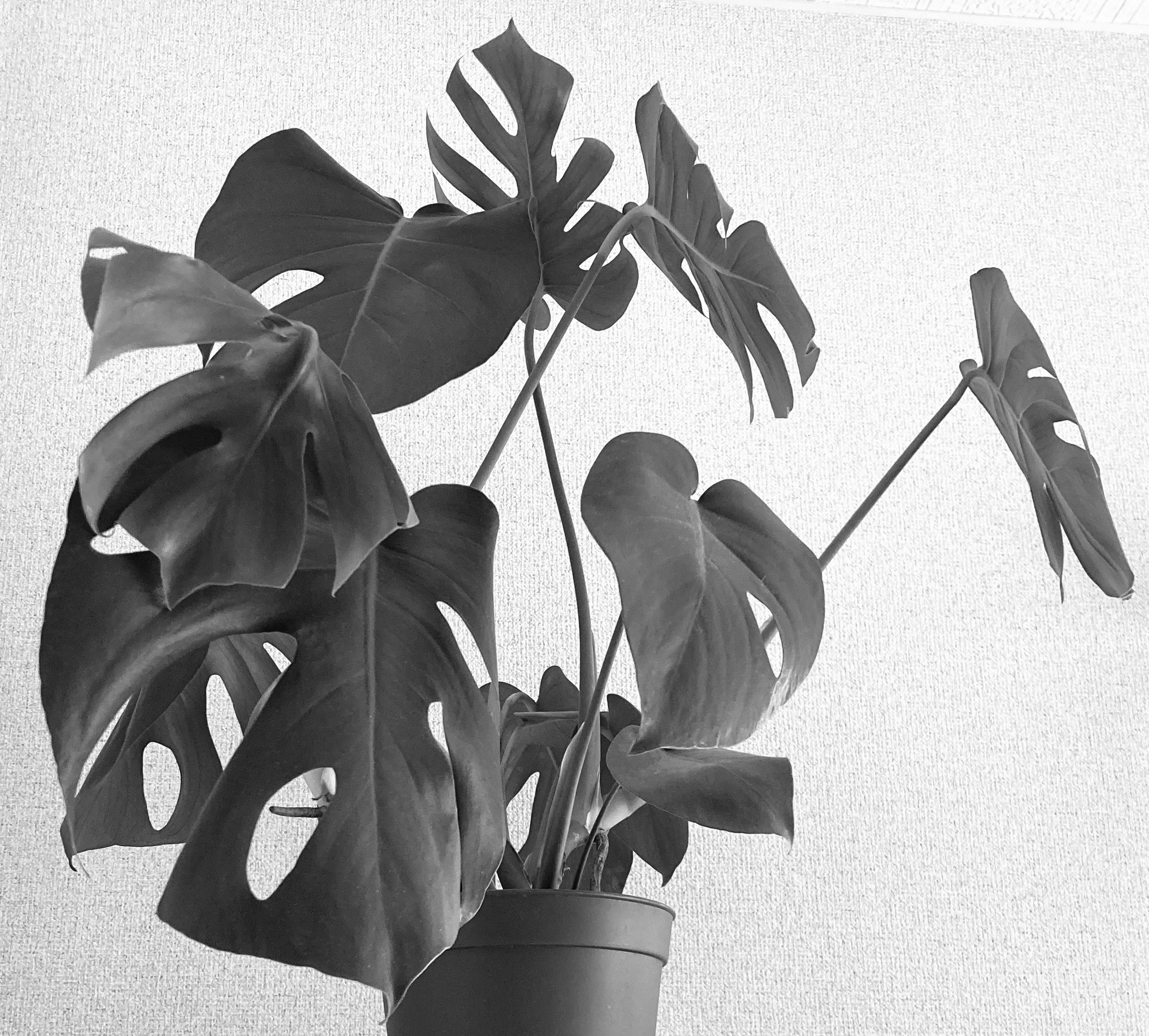 Lá monstera chồng lên nhau trên cây trồng trong chậu trong nhà hình ảnh