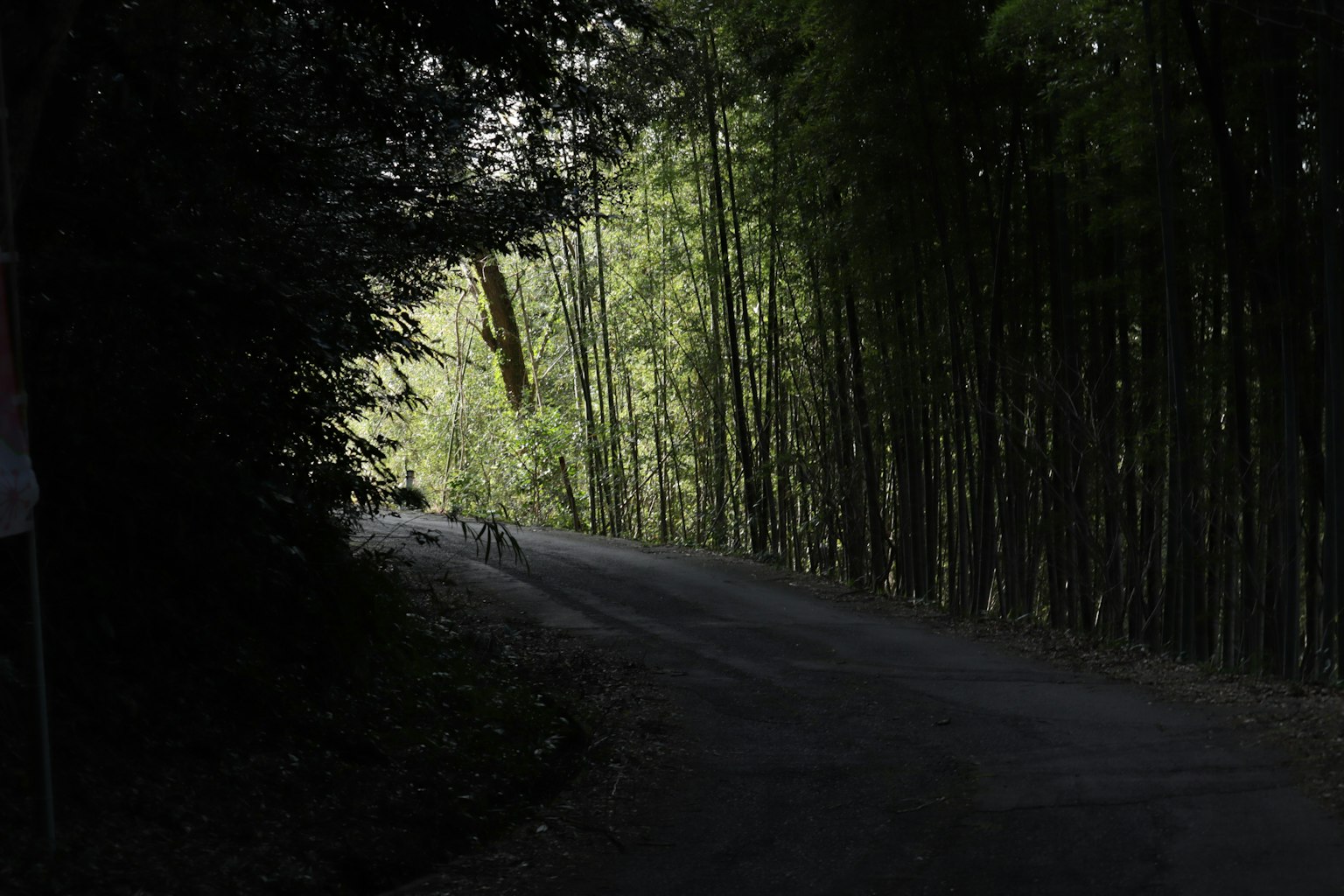 被竹林环绕的弯曲道路
