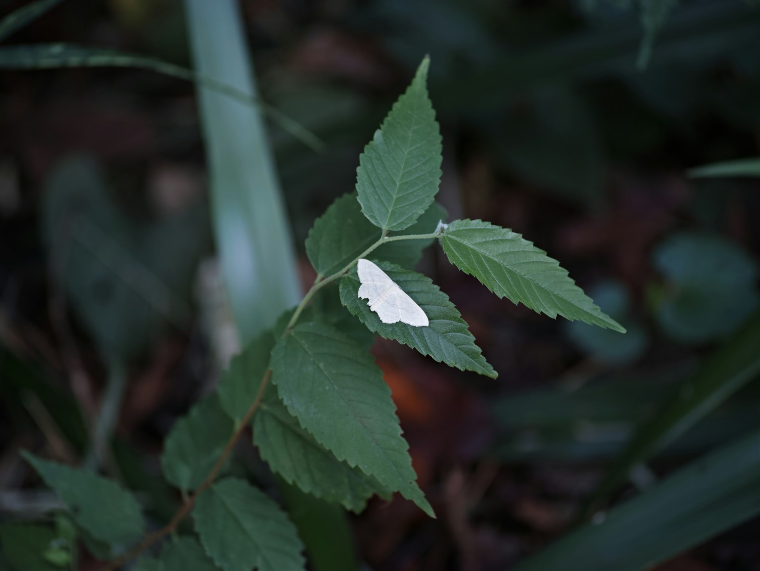 Close-up of a plant with green leaves and a white spot on one leaf