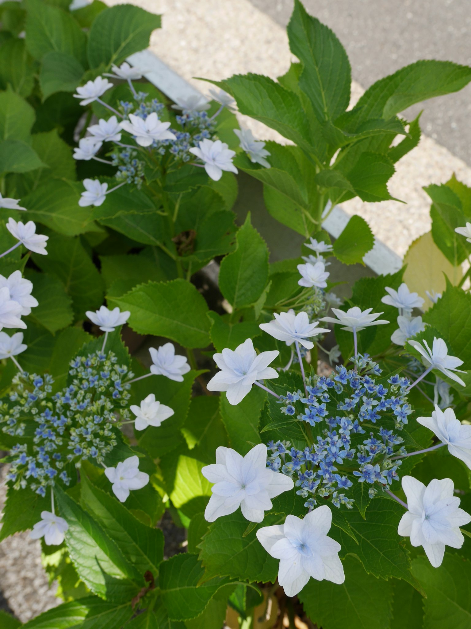 Hermosa planta de hortensia con flores blancas y hojas verdes