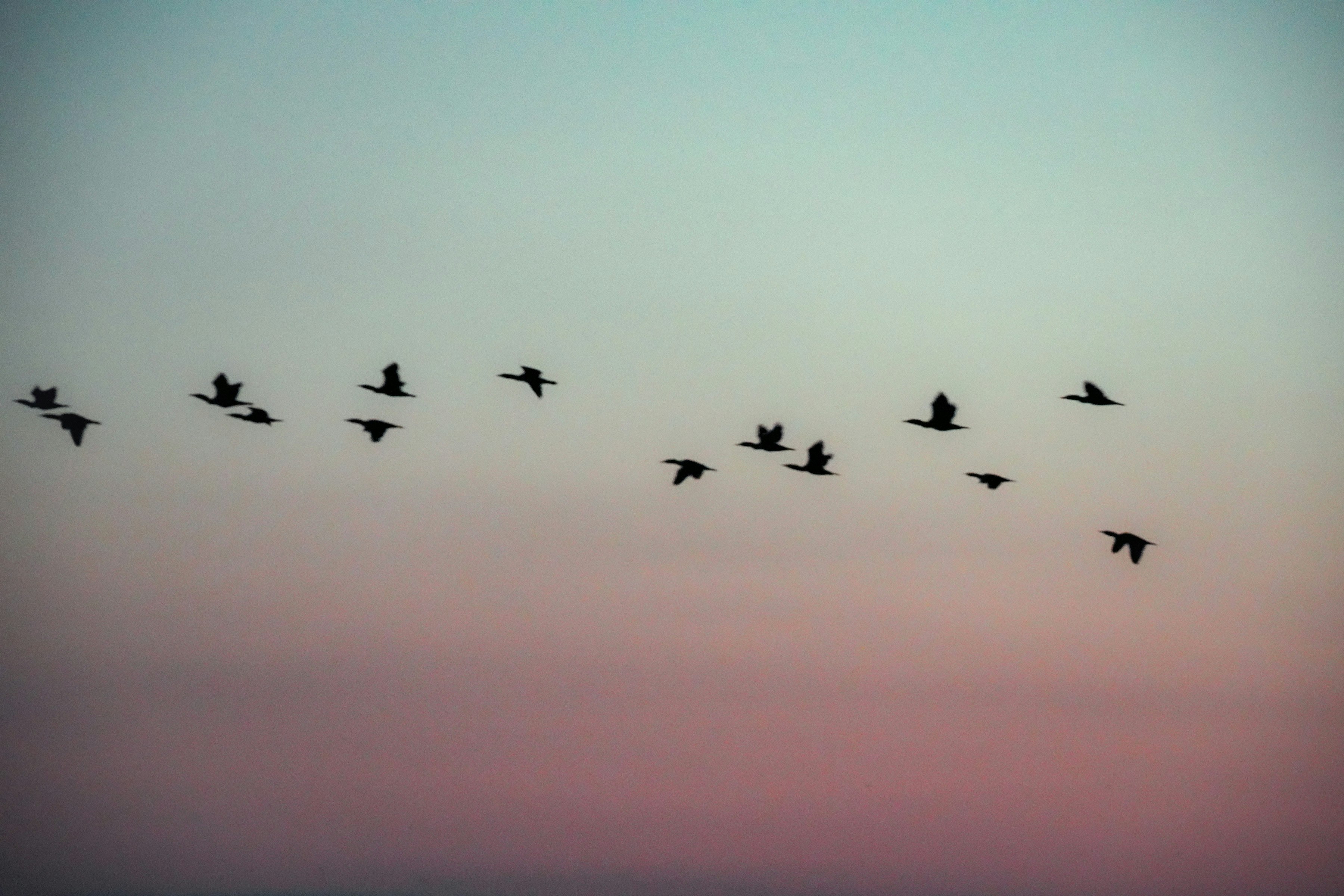 夕焼け空に飛ぶ鳥の群れ