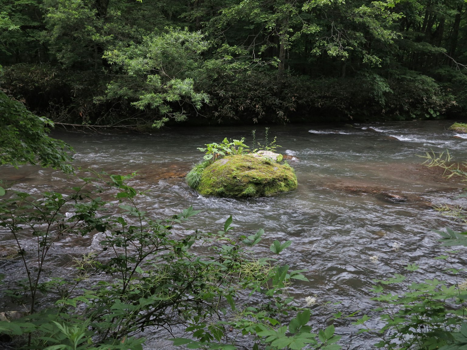 Roccia coperta di muschio in un fiume circondata da alberi verdi