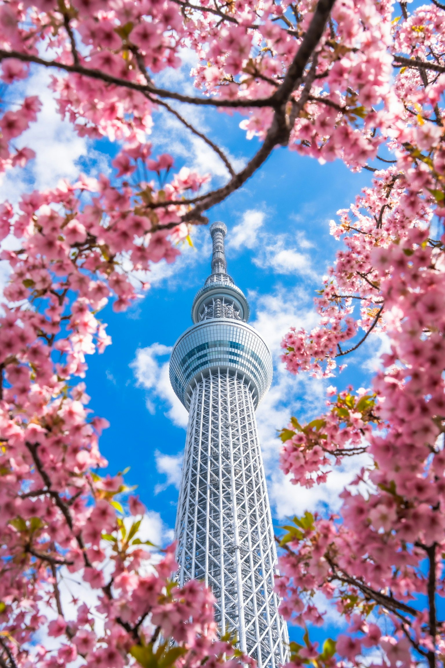 Pemandangan indah Tokyo Skytree dikelilingi bunga sakura
