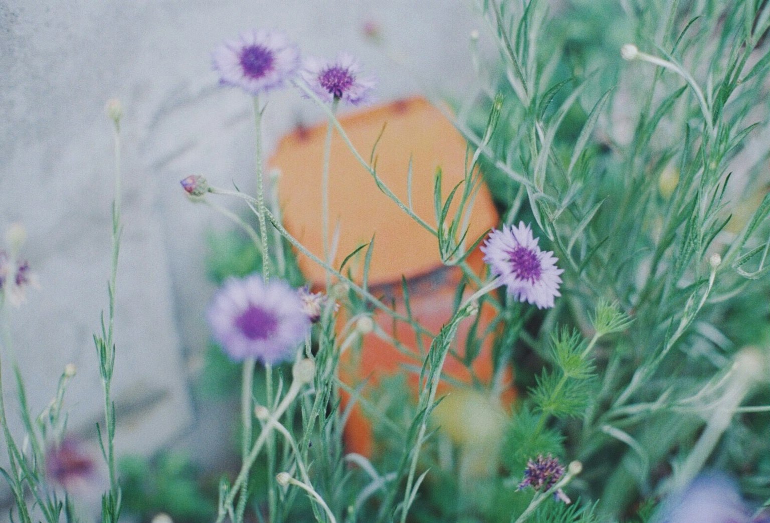 Fiori viola e un oggetto arancione tra l'erba verde