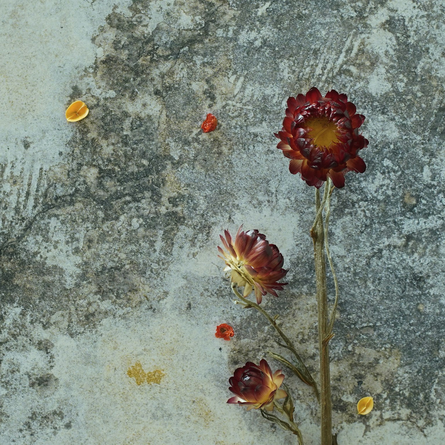 Arreglo de flores rojas y pequeñas hojas sobre una superficie de concreto antiguo