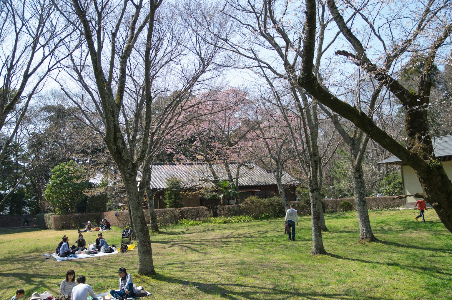 Scena primaverile di un parco con alberi di ciliegio e persone che si godono l'aria aperta