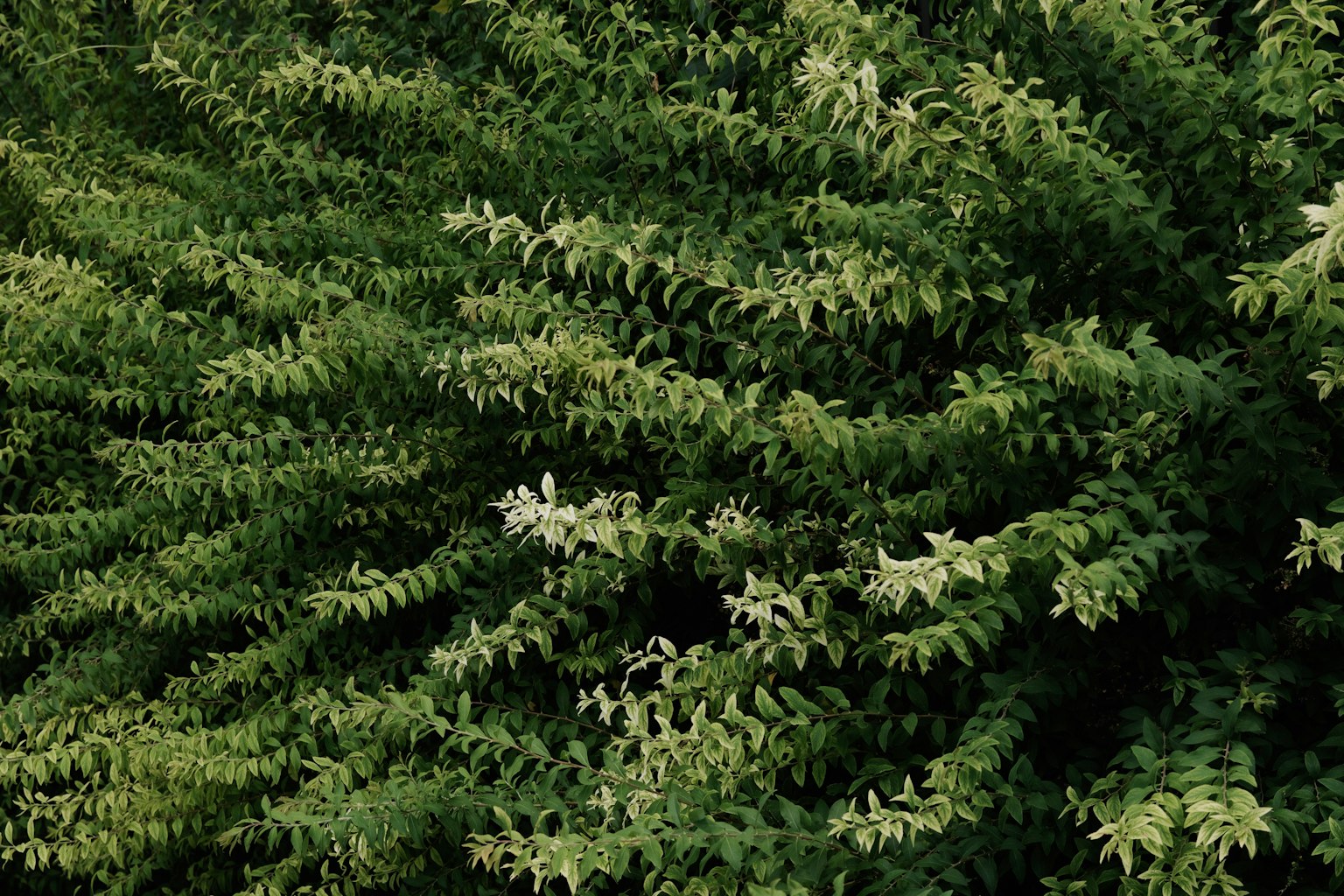 Gros plan d'une plante verte luxuriante avec des feuilles délicates