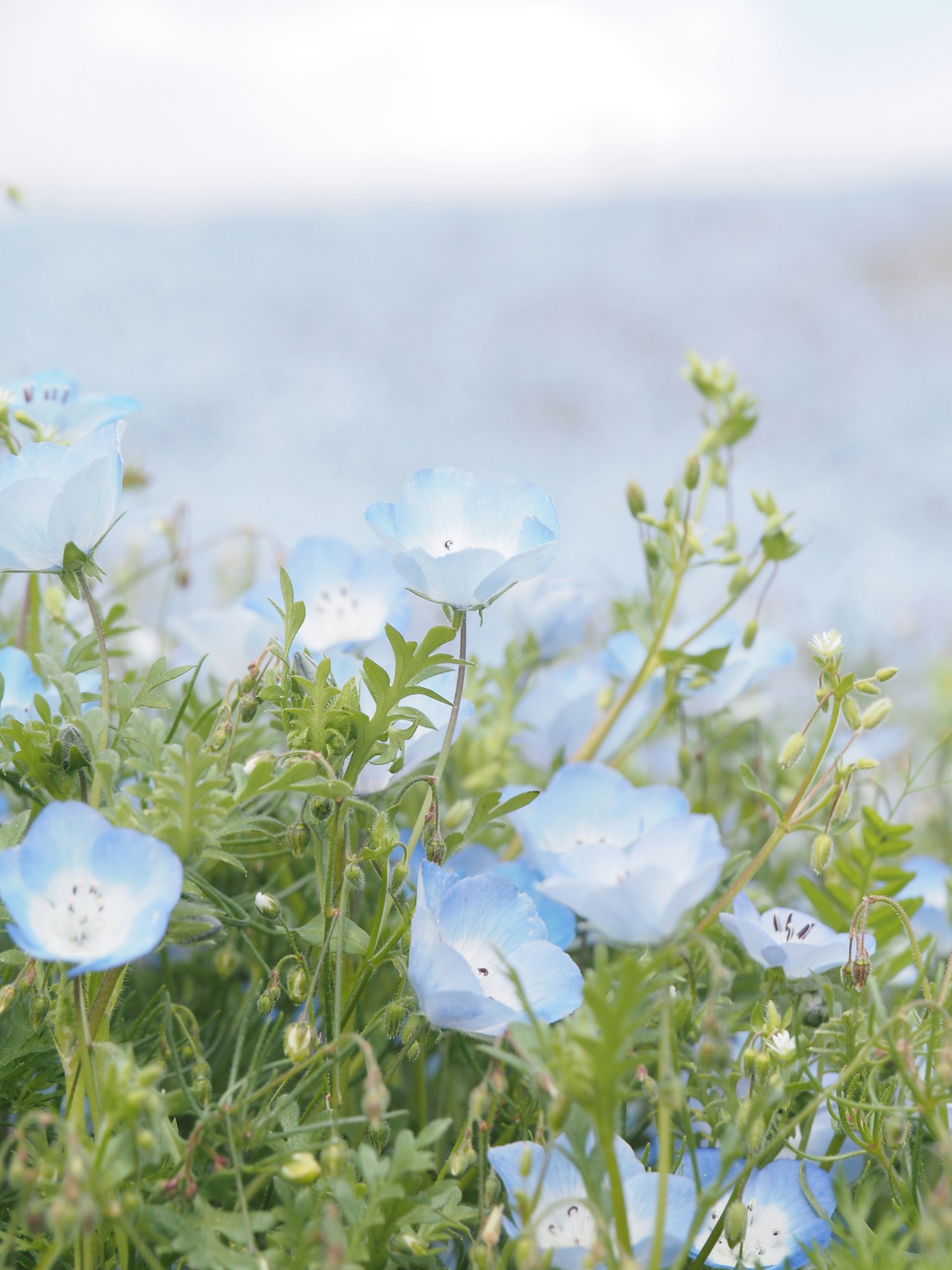 Feld mit zarten blauen Blumen und grünem Laub