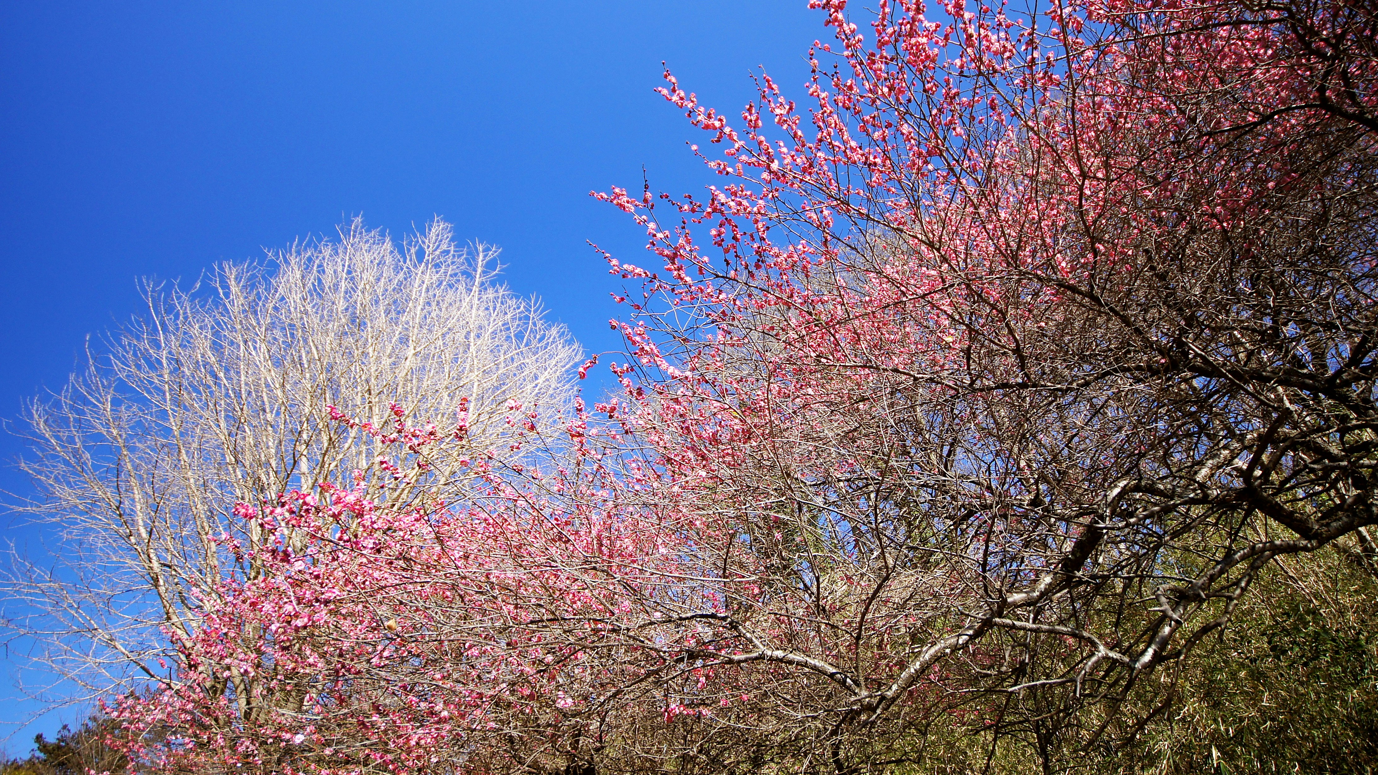 青空の下で咲く紅梅と白梅の花