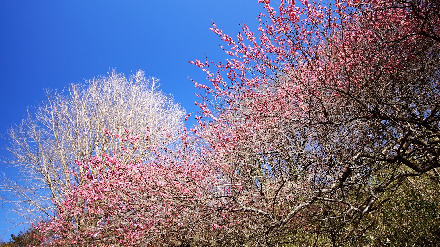 Fiori rosa sotto un cielo blu con un albero invernale