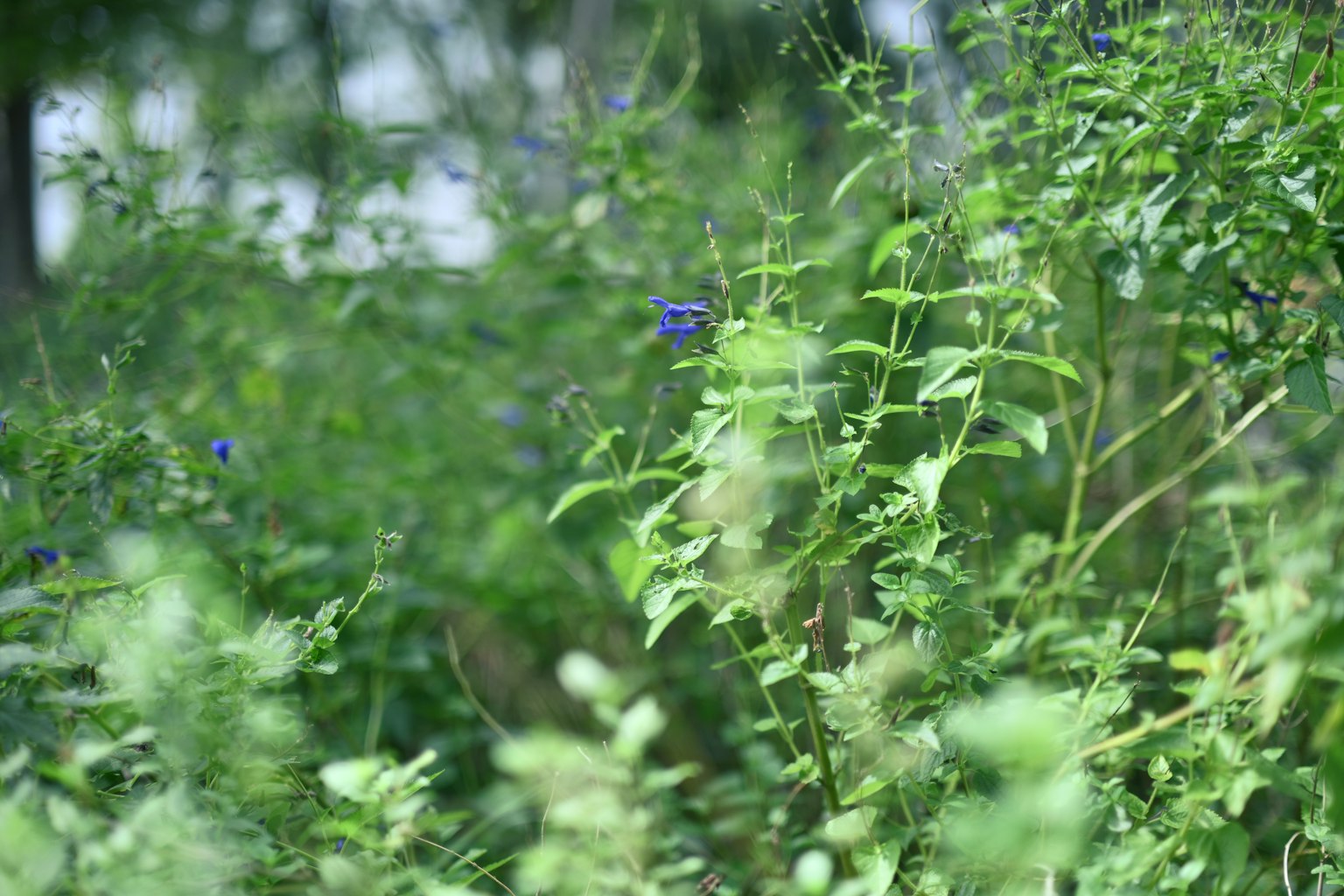 Vegetazione lussureggiante con fiori blu e diverse piante