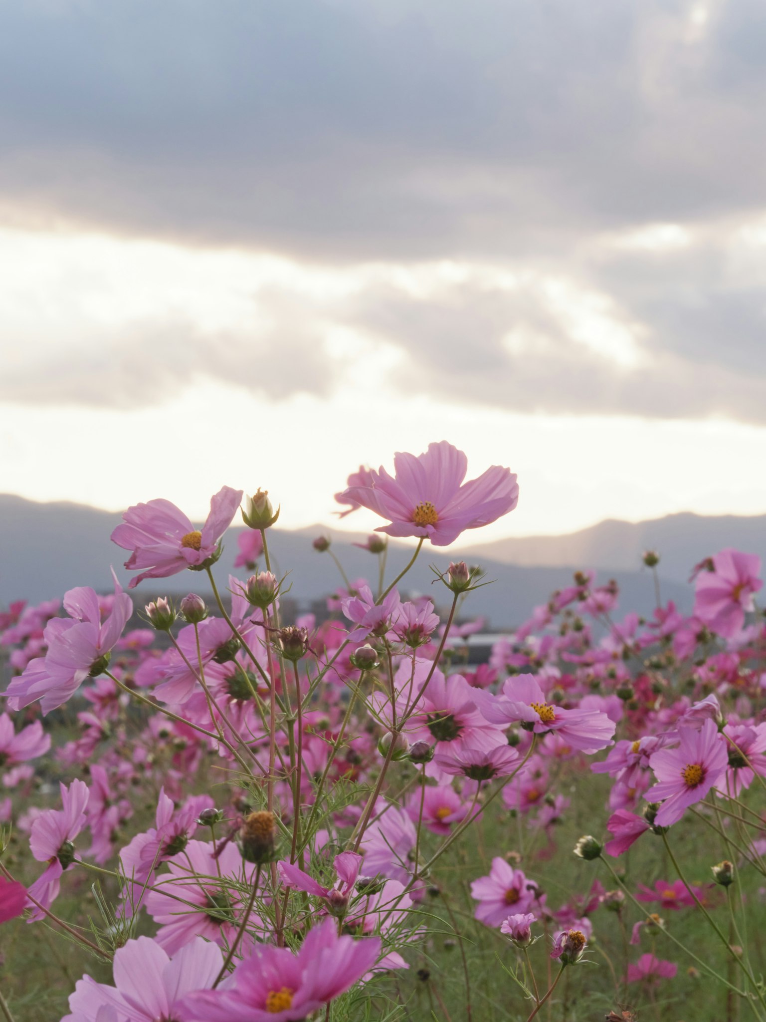 Campo di fiori rosa sotto un cielo nuvoloso
