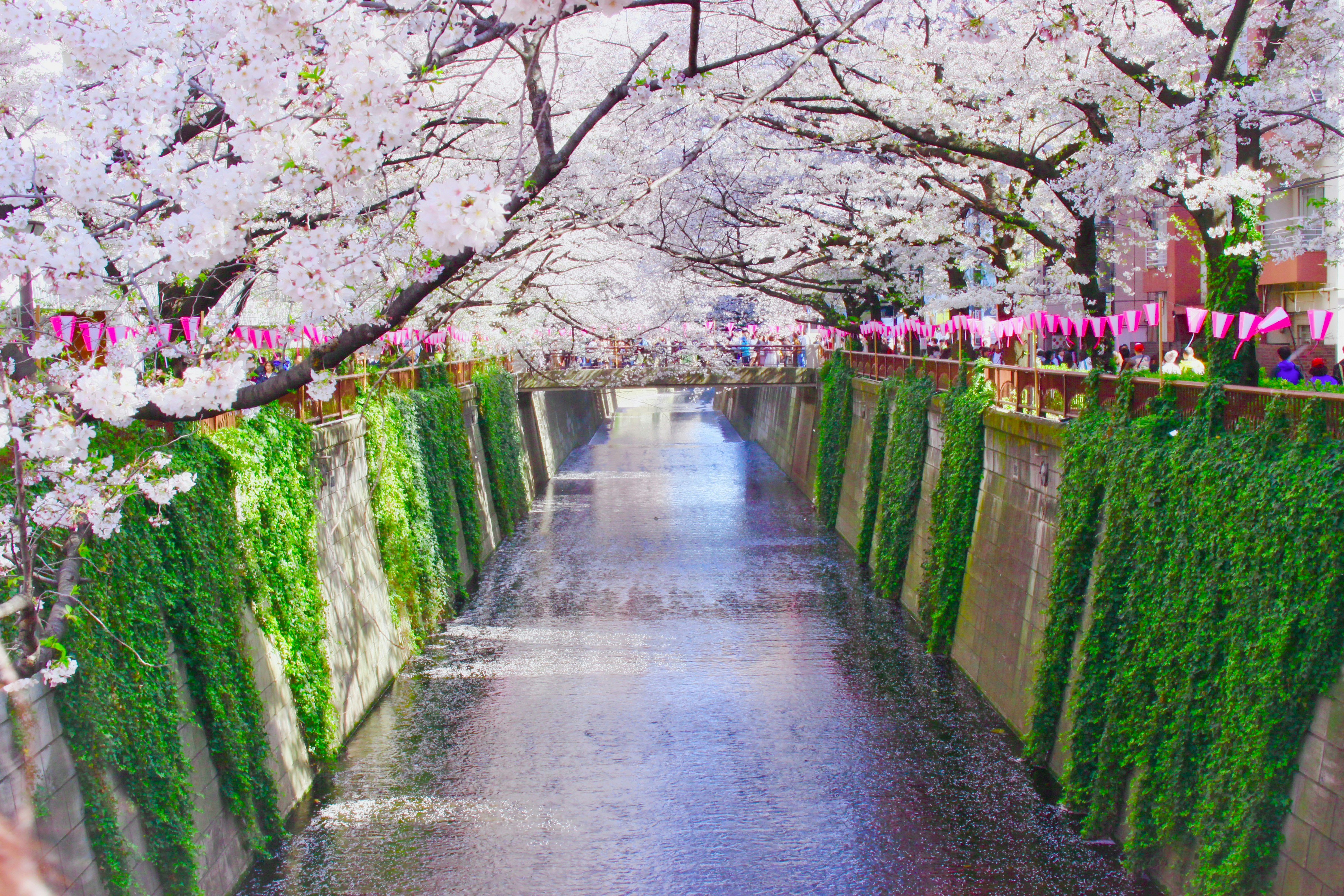 桜並木の小道と苔むした生け垣の回廊