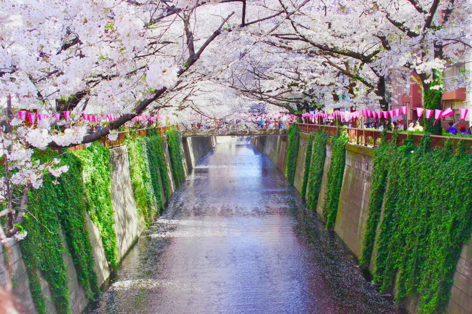 Vista di un canale con alberi di ciliegio in fiore sponde coperte di muschio verde e riflessi sull'acqua