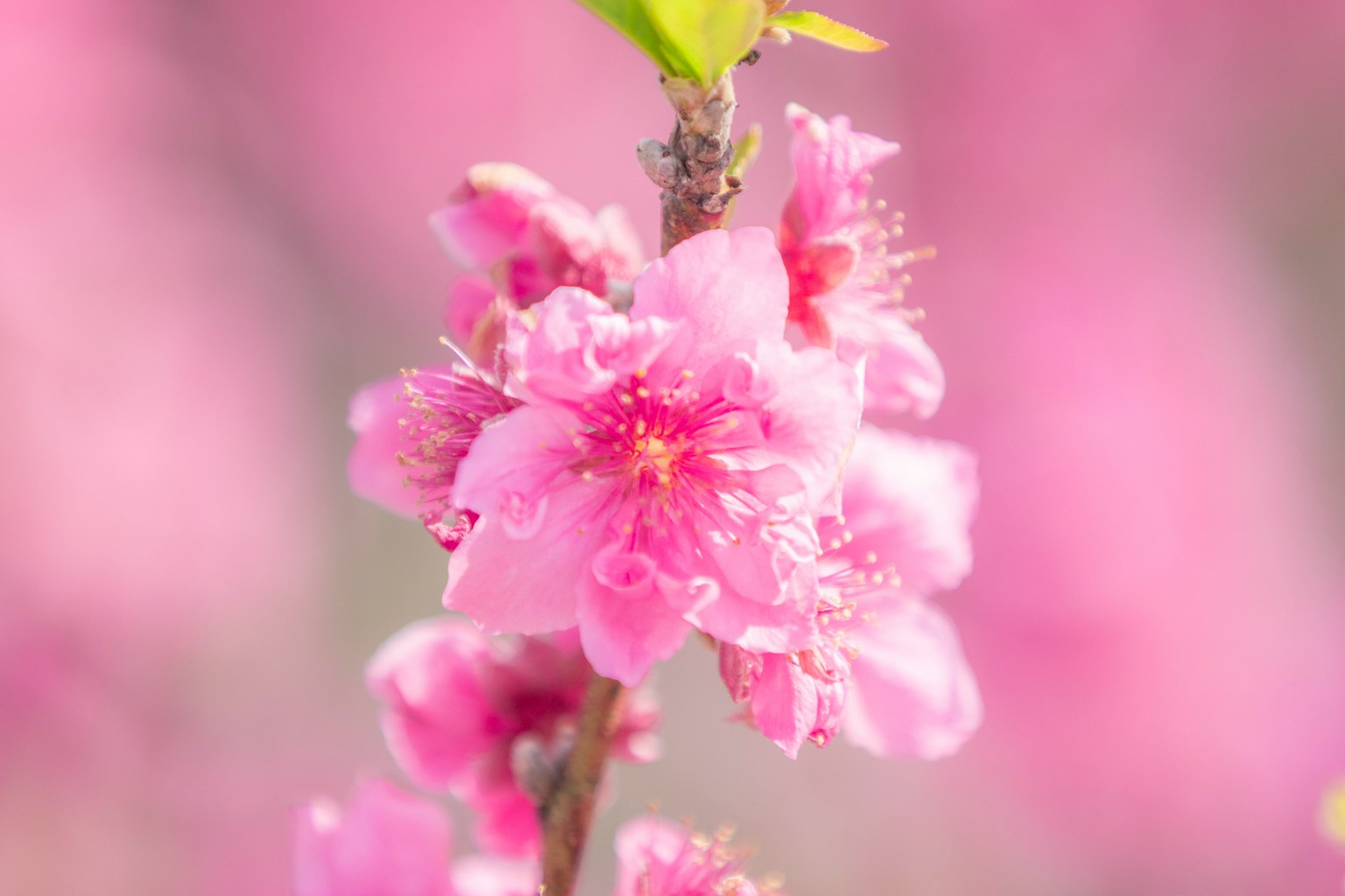 Primo piano di un ramo con fiori rosa chiaro