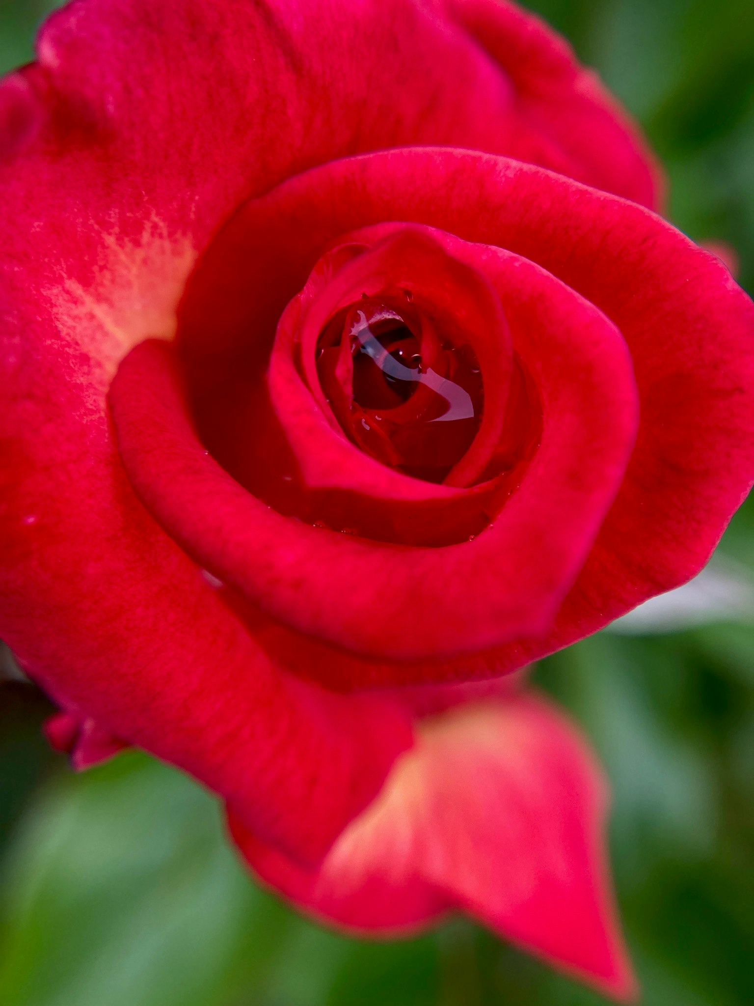 A vibrant red rose with petals unfolding towards the center