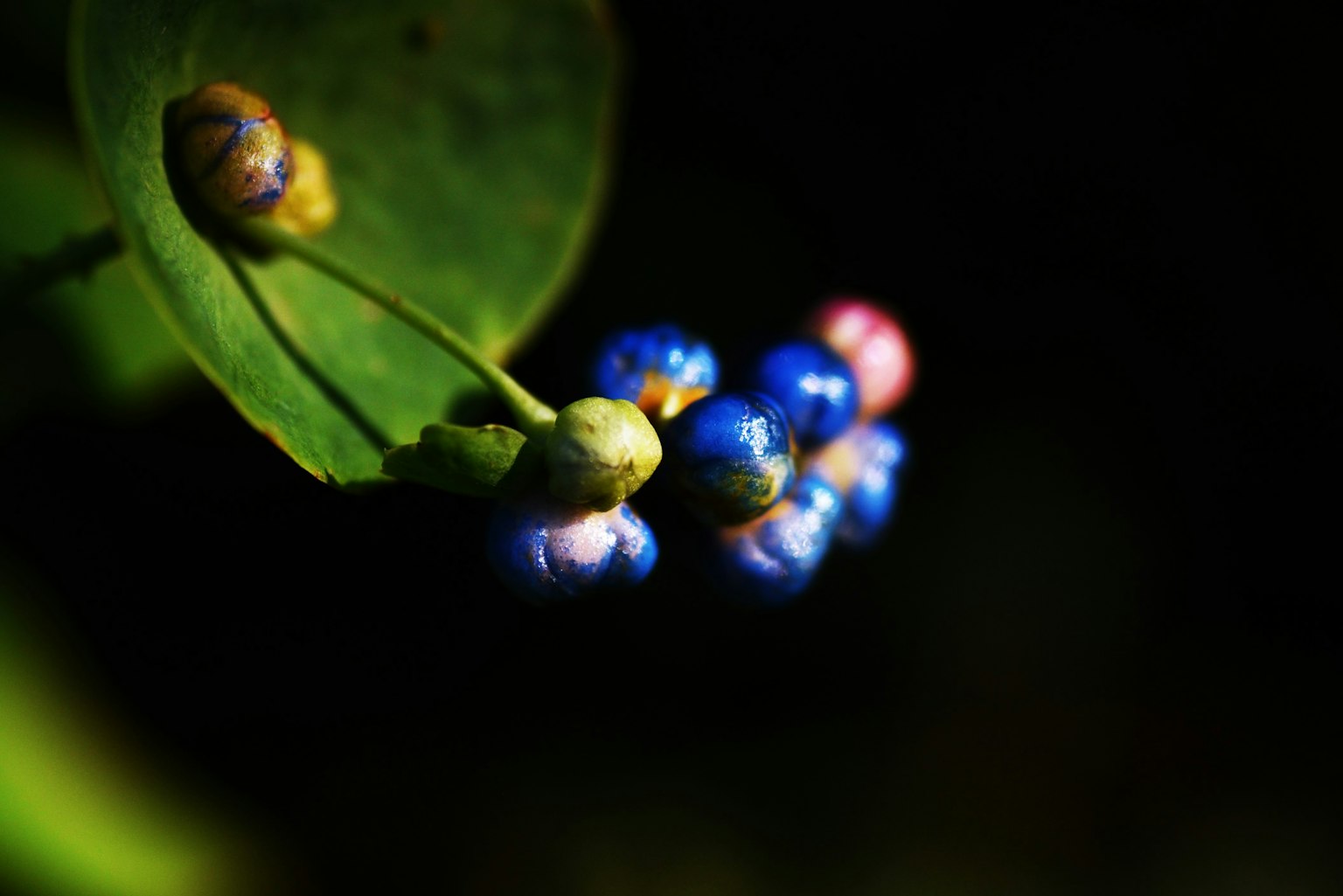Close-up buah kecil biru dan merah muda di dekat daun hijau