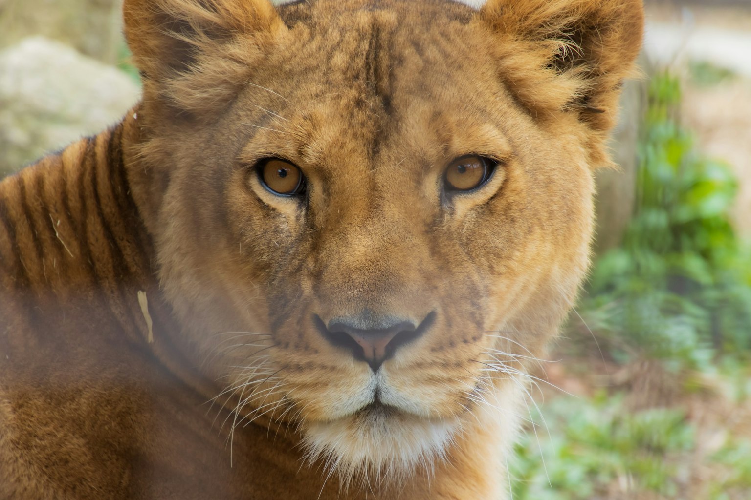 Close-up image of a female lion's face