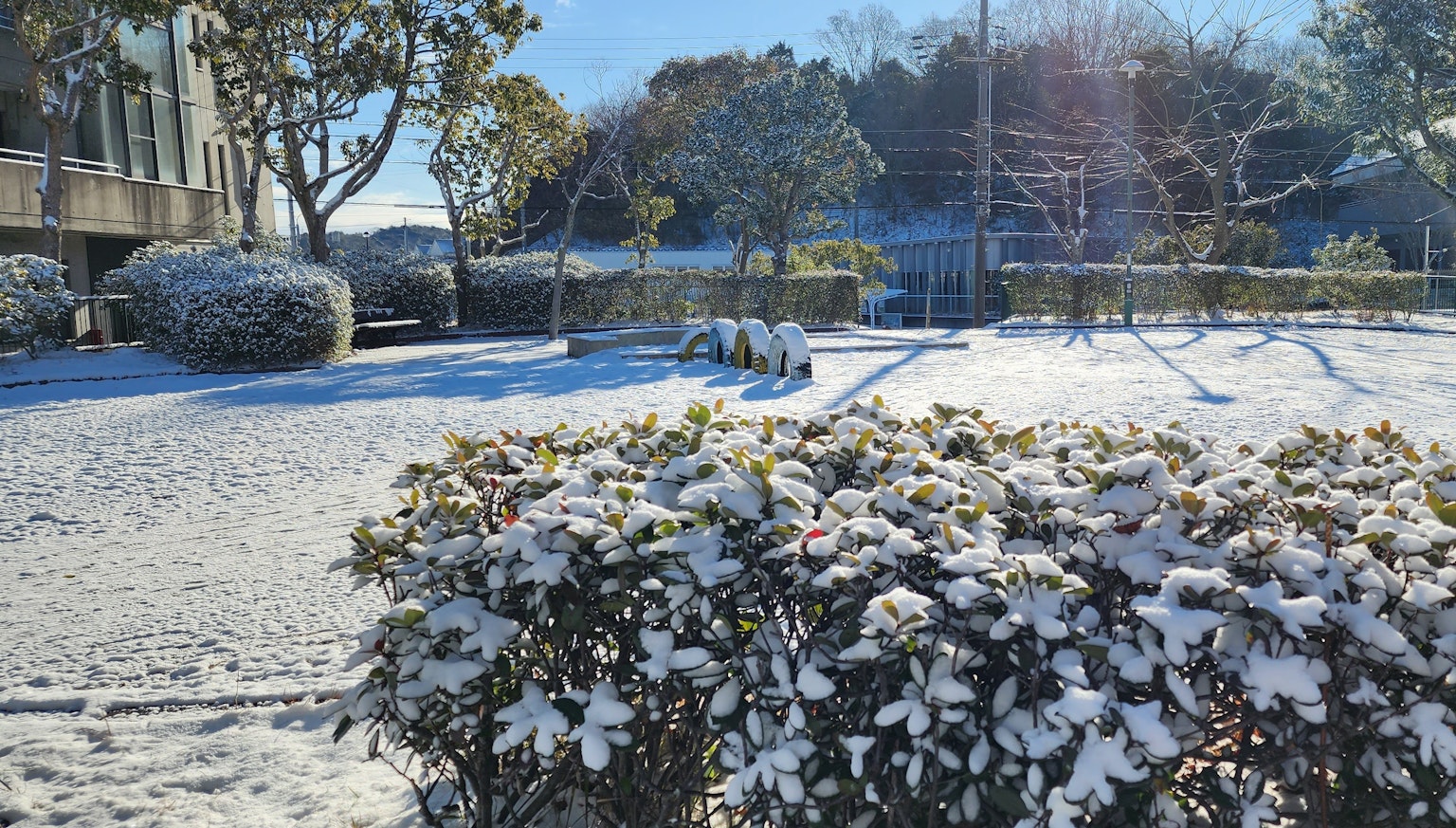 被雪覆蓋的公園冬季景觀，雪覆蓋的灌木和晴朗的藍天