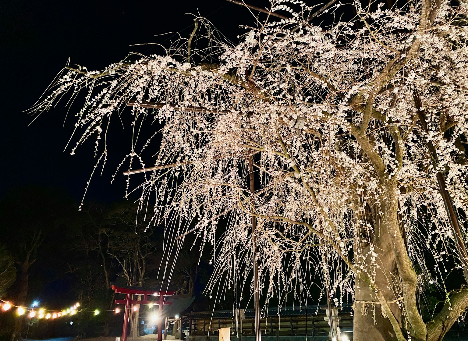 Bellissimi fiori di ciliegio piangente di notte con luci circostanti