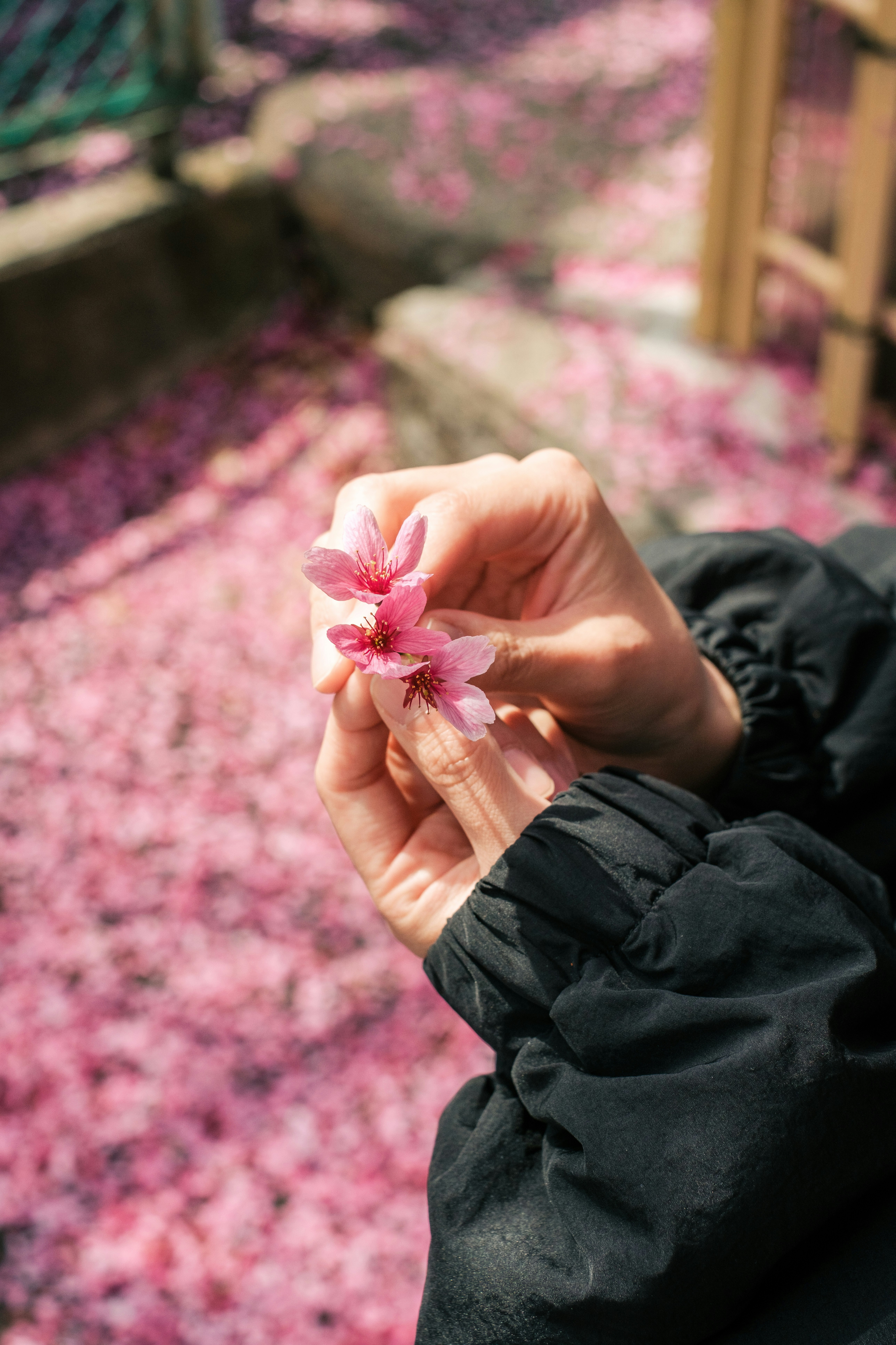 手のひらに桜の花をのせる人