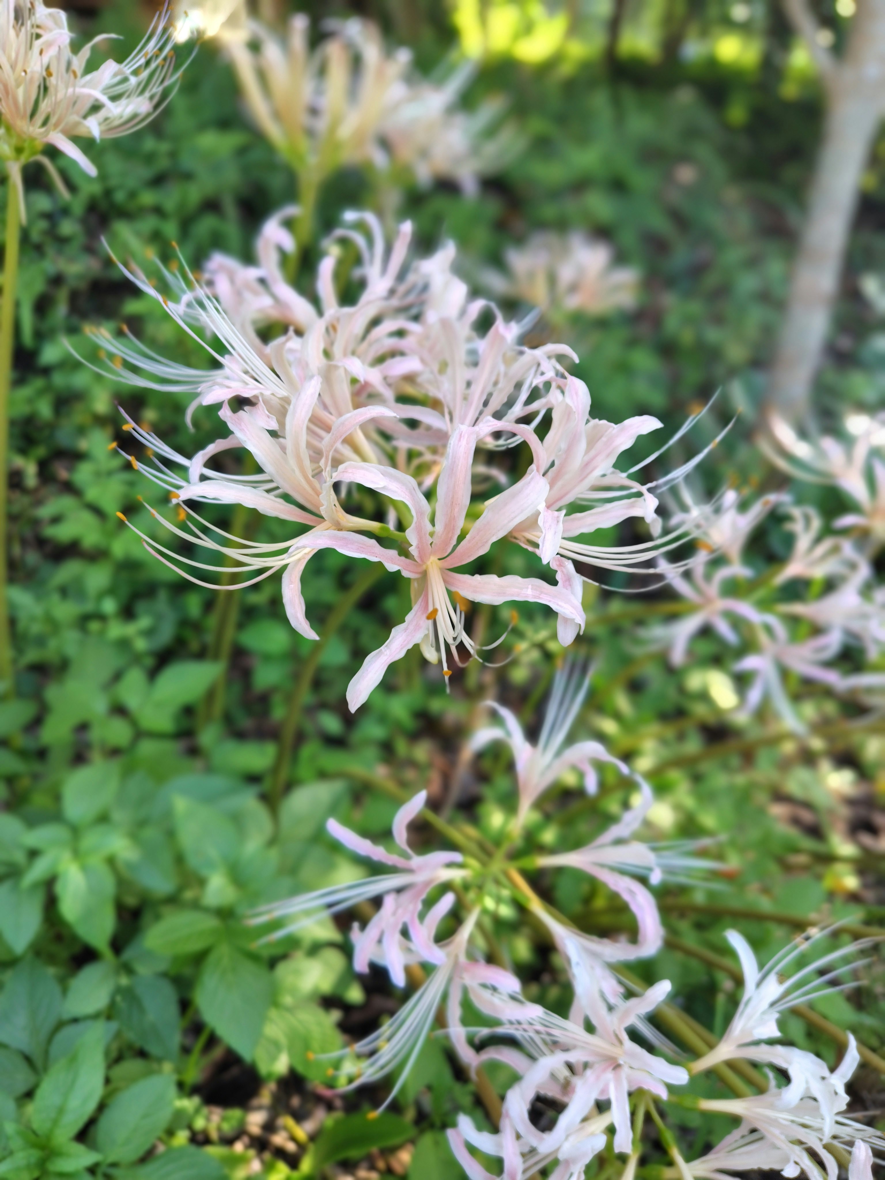 桃色の彼岸花が咲く庭の花畑